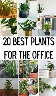 20 best plants for the office that are easy to care for and keep in your home