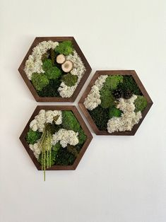 three wooden hexagons with moss and mushrooms in them on the wall next to each other