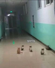 three cats sitting on the floor in an empty hallway, with one cat looking at the camera