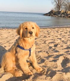 a brown dog sitting on top of a sandy beach