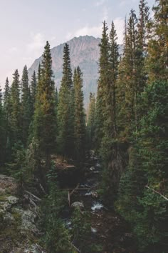 a river running through a forest filled with lots of tall pine trees and surrounded by mountains