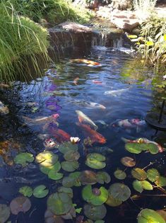 a pond filled with lots of water lilies