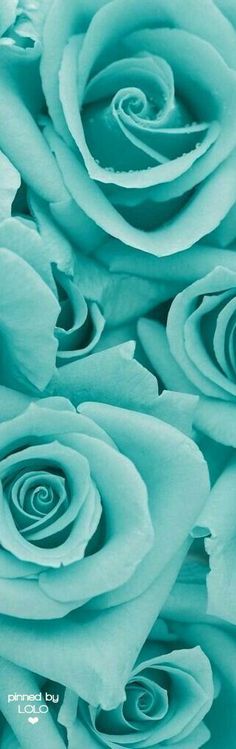 blue roses are shown in close up view