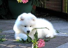 a small white dog chewing on some pink flowers