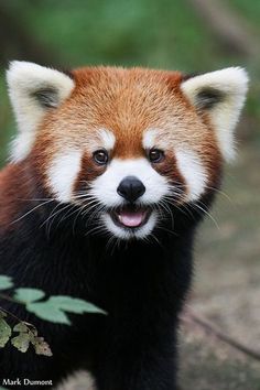 a red panda bear standing on top of a tree branch with its mouth open and tongue out