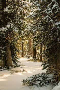 a snow covered forest with lots of trees