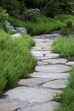 a stone path surrounded by lush green plants