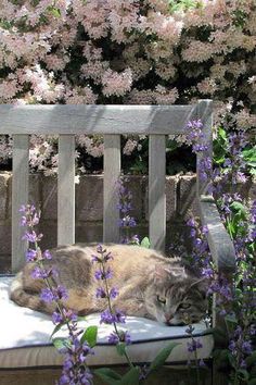 a cat laying on top of a white cushion next to purple flowers and a wooden bench