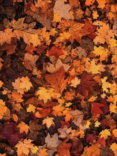 Fallen Autumn Leaves - Art Print from Wallasso - The Wall Art Superstore Fall Backgrounds Iphone, Whats Wallpaper, Autumn Leaves Background, Autumn Leaves Art, Patrick Demarchelier, Cute Fall Wallpaper, Iphone Wallpaper Fall, Fall Background, Foto Tips