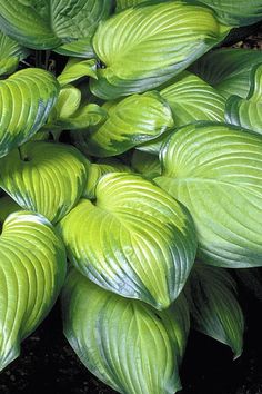 some green leaves are growing on the ground