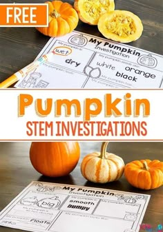 Pumpkin Investigation, Pumpkin Lessons, Pumpkins Preschool, Pumpkin Science, Easy Stem, Preschool Stem, Pumpkin Activities, Fall Lessons, Fall Stem