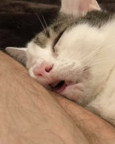 a close up of a cat sleeping on someone's arm