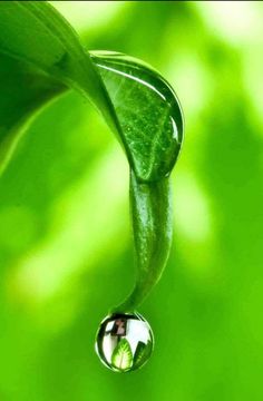 a drop of water on top of a green leaf