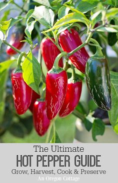 red peppers growing on a plant in a garden