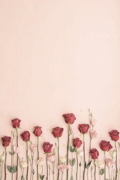 red and white flowers against a pink background