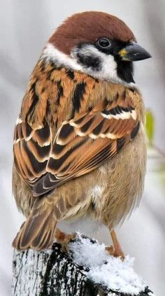 a brown and white bird sitting on top of a snow covered tree stump in the snow