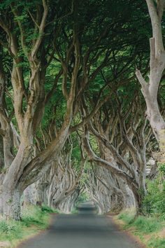 a road lined with trees that look like they have been turned into something kind of tunnel