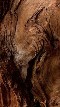 a bird is perched on the bark of a tree trunk that has been carved into it