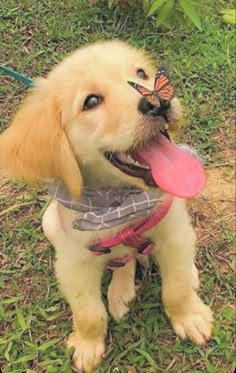 a dog with a butterfly on its nose sitting in the grass next to a frisbee