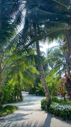 an empty path between palm trees and flowers