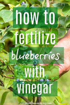 a hand picking berries from a tree with the words how to fertiize blueberries with vinegar