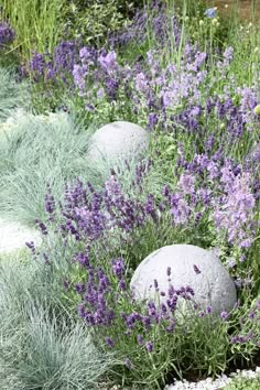 purple flowers and rocks in the middle of a garden with lavenders growing around them