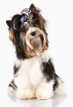 a black and white dog with a blue ribbon on its head sitting in front of a white background