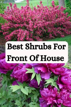 purple flowers with the words best shrubs for front of house