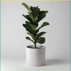 a potted plant with green leaves in it