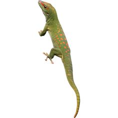 a green and orange gecko standing on its hind legs with it's foot in the air