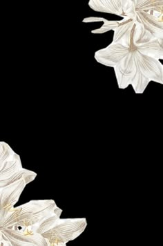 an image of white flowers on a white background