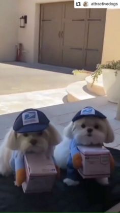 two small dogs wearing hats and holding boxes