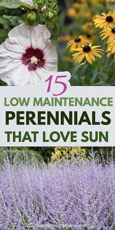 flowers with the title 15 low maintenance perennials that love sun