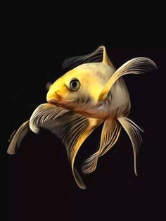 a goldfish with black background and white tail, it is looking at the camera