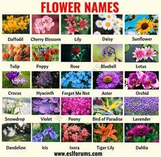 flower names for different types of flowers