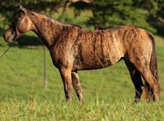 a brown horse standing on top of a lush green field