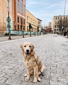 a golden retriever sitting on the ground in front of a brick street with buildings