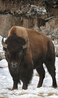 a bison standing in the snow near some rocks