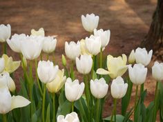 white and yellow tulips are blooming in the garden