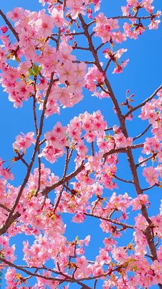 pink flowers blooming on the branches of a tree in front of a blue sky