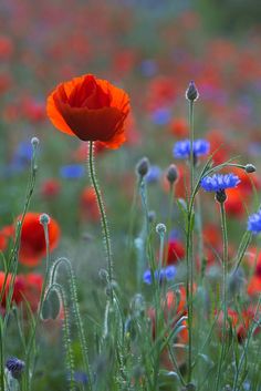 a field full of red and blue flowers