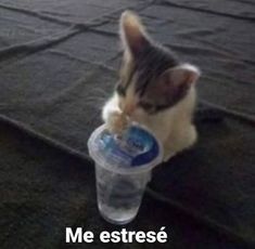 a small kitten is drinking out of a plastic cup with the caption me estrese