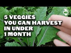 (981) YouTube Fast Growing Vegetables, Arizona Backyard, Victory Gardens, First Garden, Starting A Vegetable Garden, Growing Veggies, Hydroponic Plants, Survival Gardening, Garden Life