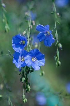 blue flowers are blooming in the garden