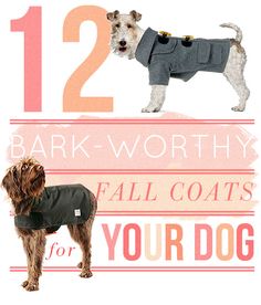 two dogs wearing coats with the words bark - worthy fall coats for your dog