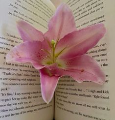 a pink flower sitting on top of an open book