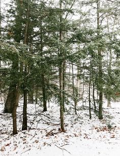 the snow is covering the ground and trees in the woods with no leaves on them