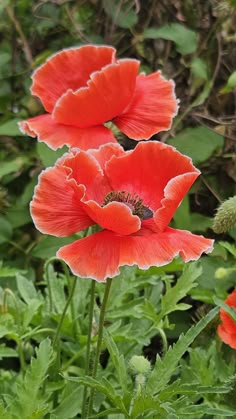 two red flowers with green leaves in the background