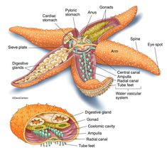 the structure of an animal's body is shown in this diagram, with all its parts labeled