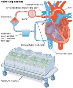 an image of the inside of a heart with valves and blood vessels attached to it